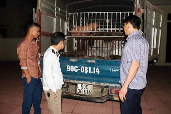 Hà Tĩnh: Bắt ô tô vận chuyển 50 con lợn giống nhiễm dịch tả lợn châu Phi