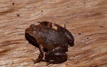 Phát hiện loài ếch mới cho khoa học tại Vườn Quốc gia Vũ Quang- Hà Tĩnh