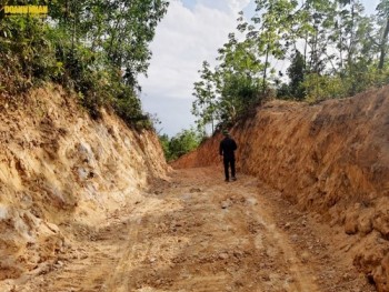 Quảng Bình: Lâm trường làm “ngơ” cho doanh nghiệp trộm đất?