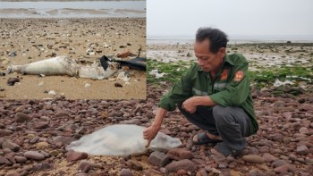 Nghệ An: Cá, sứa chết hàng loạt, ngư dân lo ngại không ra khơi