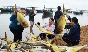 Hà Tĩnh: Ngư dân trúng mẻ "cá vàng" thu về hơn 600 triệu đồng
