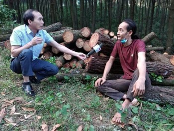 Người dân bức xúc trước việc "chặt hạ" rừng thông tại chùa Chân Tiên
