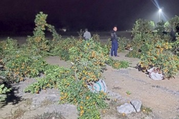 Nghệ An: Chặt phá 28 cây quất 'cho bõ ghét', bị công an bắt giữ