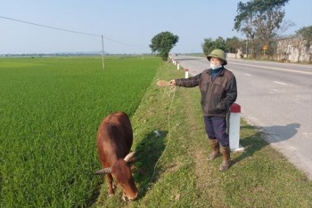 Không tiếp tục đấu giá 9 lô đất nông thôn ở Hà Tĩnh có giá khởi điểm “trên trời”