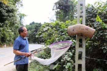 Hà Tĩnh: 'Săn ong rừng' về nuôi lấy mật