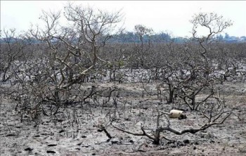 Hà Tĩnh: Sớm xác định nguyên nhân rừng ngập mặn chết trắng