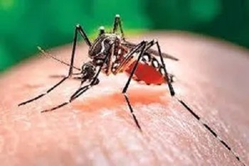 Hà Tĩnh: Tập trung khống chế dịch sốt xuất huyết Dengue
