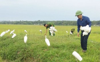 Hà Tĩnh: Tích cực ngăn chặn tệ nạn đánh bắt chim trời