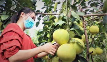 Hà Tĩnh: Ngọt thơm đặc sản bưởi Phúc Trạch vào mùa thu hoạch
