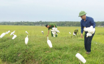 Kiểm lâm Hà Tĩnh ngăn chặn nạn đánh bắt chim trời