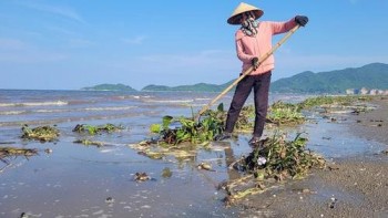 Hà Tĩnh: Bèo tây xuất hiện dày đặc ở biển Cửa Sót