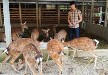 Trại nuôi hươu tiền tỷ ở Hà Tĩnh