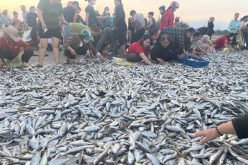 Ngư dân Hà Tĩnh trúng mẻ cá đù hơn 4 tấn