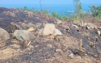 Hà Tĩnh: Nhiều cây phi lao, rừng phòng hộ ven biển bị đốn hạ