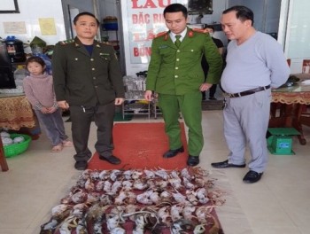 Phát hiện hơn 50 con sóc, kỳ nhông trong tủ đông nhà hàng ở Hà Tĩnh