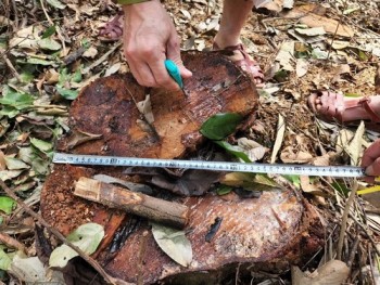 Hà Tĩnh: Gần 30 cây gỗ rừng tự nhiên bị chặt hạ