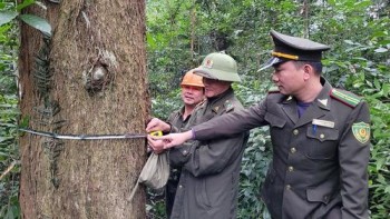 Hà Tĩnh: Bảo vệ rừng, những vấn đề đặt ra
