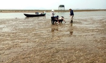 Hà Tĩnh: Nghêu nuôi bị chết hàng loạt chưa rõ nguyên nhân