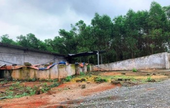 Vụ “hô biến” đất rừng thành trại lợn: Lập đoàn kiểm tra, xử lý