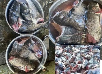 Lãnh đạo tỉnh Hà Tĩnh nói gì về vụ 10 tạ cá mè bị chết ở cửa xả nước hồ Kẻ Gỗ