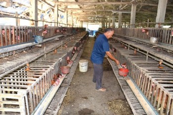 Minh oan cho trứng gà, gỡ khó hỗ trợ người chăn nuôi