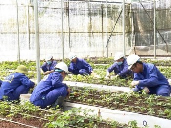 Cú 'bẻ lái' cấp mã vùng trồng sâm Ngọc Linh, phó chủ tịch tỉnh yêu cầu làm rõ