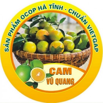Vùng cam lớn nhất ở Hà Tĩnh vào mùa thu hoạch