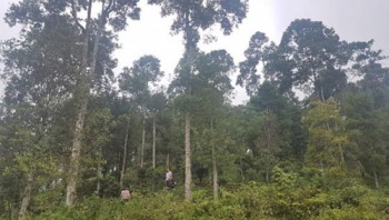 Việt Nam chuyển nhượng hơn 5 triệu tấn CO2 để nhận về gần 52 triệu USD cho bảo vệ rừng