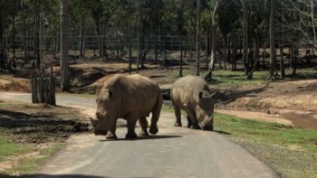 6 con tê giác chết bất thường trong Khu sinh thái Mường Thanh
