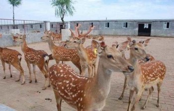 Nghề nuôi hươu ở Hương Sơn (Hà Tĩnh): Khát vọng vươn xa