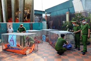 Ai chi trả 600 triệu/tháng để nuôi 9 con hổ ở Nghệ An?