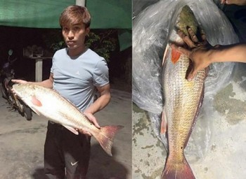 Ngư dân Hà Tĩnh nghi bắt được cá sủ vàng quý hiếm