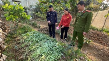 Thu giữ 143kg cây cần sa trong vườn rau nhà dân ở Hải Phòng