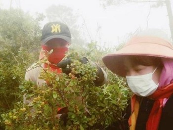 Quảng Bình: “Săn” dâu trên dãy Hoành Sơn, nông dân thu về tiền triệu