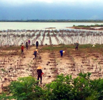 Hà Tĩnh: Trồng thêm rừng ngập mặn dọc bãi bồi ven sông cửa biển