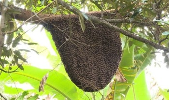Hà Tĩnh: Đi lấy mật, người đàn ông bị ong đốt tử vong