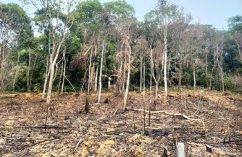 Hà Tĩnh: xử phạt người đàn ông 90 triệu đồng vì gây ra cháy rừng