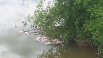 Xử phạt hơn 15 triệu đồng người vứt xác lợn chết xuống cầu Khe Trươi