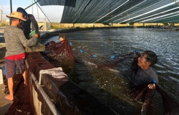 Hà Tĩnh: chủ động các phương án đảm bảo an toàn nuôi trồng thủy sản