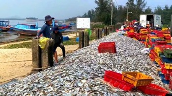 Hà Tĩnh: Ngư dân trúng hơn 50 tấn cá ghé