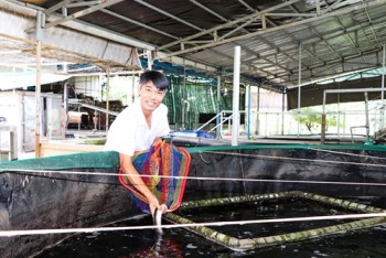 Nuôi con "nhân sâm nước" to bự ở bể đặt trên cạn, ông nông dân Bà Rịa-Vũng Tàu bán 400.000 đồng/kg