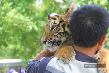 Khách vô tư bế, vuốt ve con hổ tên Ngao, Kiểm lâm Nghệ An ra văn bản chỉ đạo khẩn đối với khu du lịch Hòn Nhãn