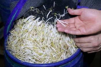 Vụ 3.500 tấn giá đỗ ngâm hóa chất: Người tiêu dùng hoang mang