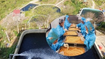Sáp nhập Lào Cai - Yên Bái, một nông dân đưa 4 trại cá nước lạnh về chung một nhà, thêm cơ hội làm giàu