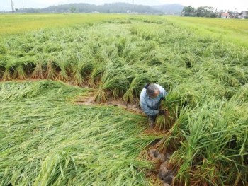 Khẩn trương khắc phục lúa xuân bị đổ ngã sau mưa lớn, gió lốc ở Hà Tĩnh