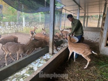 Mô hình nuôi hươu mỗi năm thu tiền tỉ của Bí thư Đoàn ở Hà Tĩnh
