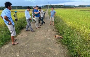 Cụ bà bị sét đánh tử vong ngoài đồng