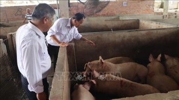 Thứ trưởng Phùng Đức Tiến: Điều tra đến cùng vụ Công ty Chăn nuôi C.P. Việt Nam bị "tố" bán lợn bệnh