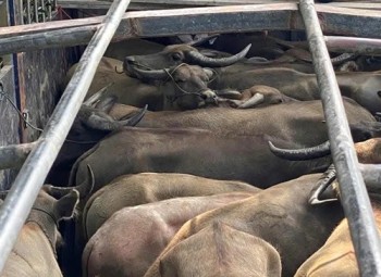 Hà Tĩnh: bắt giữ xe ô tô vận chuyển 29 con trâu không có giấy kiểm dịch