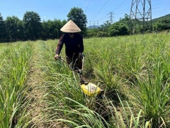 Trồng cây gia vị quanh nhà, mang lại hiệu quả kinh tế cao